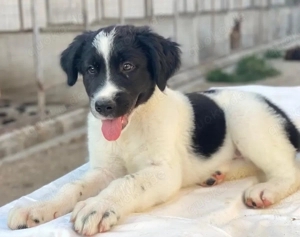 Anastasia, geb. ca. 05 2025, lebt in GRIECHENLAND, im städt. Tierheim Serres Bild 6