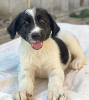 Anastasia, geb. ca. 05 2025, lebt in GRIECHENLAND, im städt. Tierheim Serres Bild 2