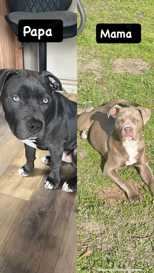 Süße American XL Bulli Welpen abzugeben 