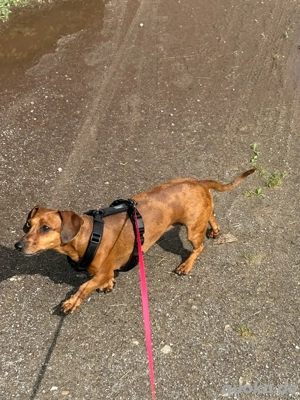 Liebe Dackelhündin dringend abzugeben Bild 6