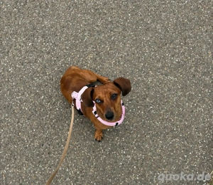 Liebe Dackelhündin dringend abzugeben Bild 5