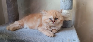 Perserkitten abzugeben! 