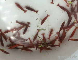 Red Sakura Garnele - Grade "B"- Neocardina davidi "Red"