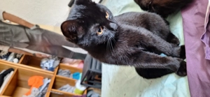 Katzen suchen ein zu Hause