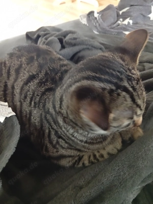 Verschmuster katzer zum Verkaufen