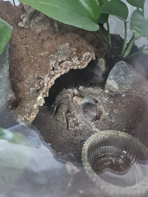 phampobeteus vespertinus 0.1