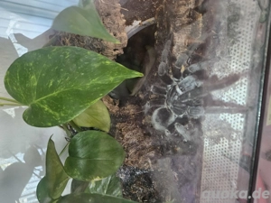 Grammostola pulchra 0.1