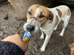 Tinka ca. 50 cm   ein Goldstück