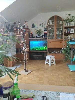 3 Wellensittiche Weibchen 