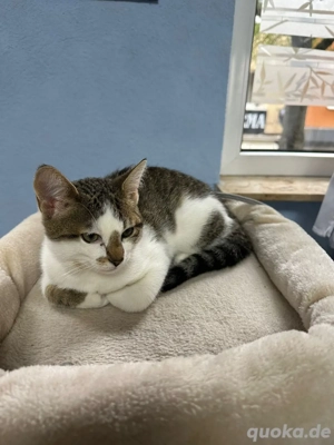 Hauskatze zum verkaufen