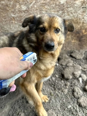 Timbo ca. 40 cm   der Pummelige