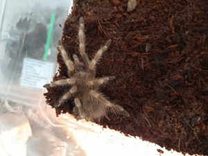 Verschiedene Vogelspinnen und Insekten 