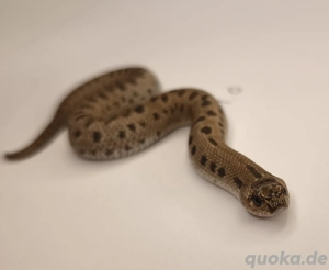 1.0 Super Arctic Conda het Albino 