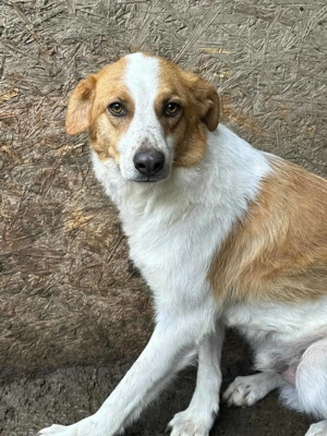 Frodo L ca. 55 cm   ein Glückshund