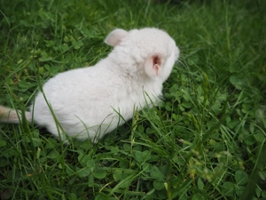 Chinchilla Böckchen