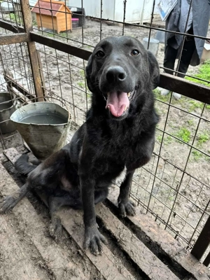 Thaddeus ca. 50 cm   der Alberne