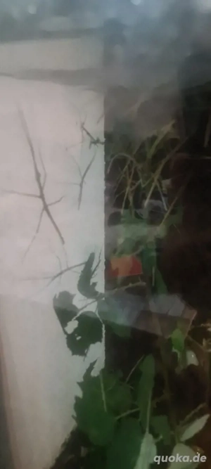 Stabheuschrecken zum verkaufen 