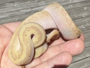 Königspython Jungtiere 2025 Ghost Hypo