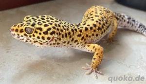 Leopardgecko Weibchen Afghan Tangerine Black Night Cross