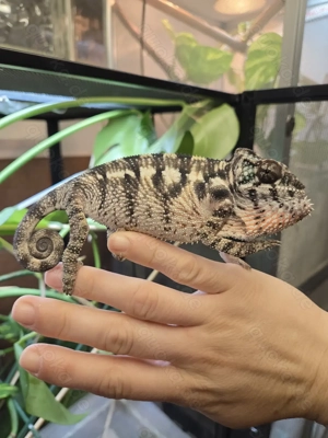Panther Chamäleon 3 männlich  (Furzifer pardalis "Ambilobe")