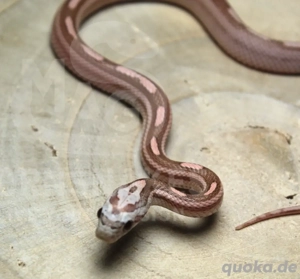 Kornnattern Hamm Reptilienmesse Refactor Mimosa Snow und Ghost Nachzuchten NZ25  Bild 2