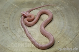 Kornnattern Refactor Mimosa Snow und Ghost Nachzuchten NZ25