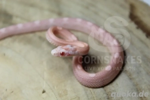 Kornnattern Refactor Mimosa Snow und Ghost Nachzuchten NZ25