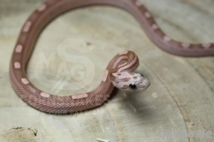 Kornnattern Hamm Reptilienmesse Refactor Mimosa Snow und Ghost Nachzuchten NZ25 