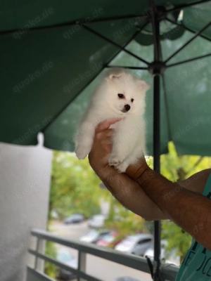 Pomeranian zwergspitz welpe