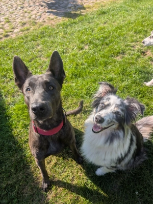 Wir suchen ein Zuhause - Australien Malis 