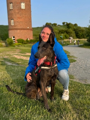 Deckanzeige   Belgischer Malinois Rüde (grau)