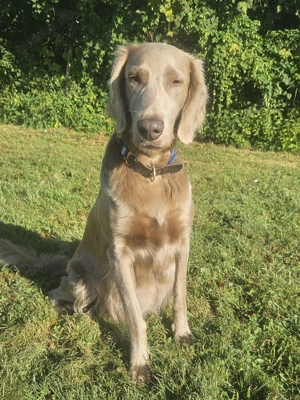 Weimaranerwelpe (Langhaar) Wurf 3.9.25 Bild 6