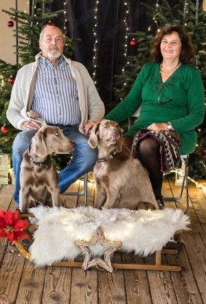 Weimaranerwelpe (Langhaar) Wurf 3.9.25 Bild 8