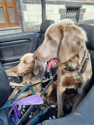 Weimaranerwelpe (Langhaar) Wurf 3.9.25 Bild 7