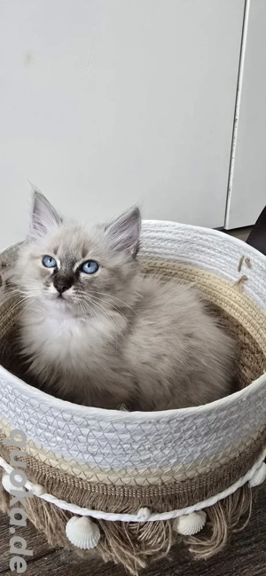 Reinrassige Heilige Birma Kitten