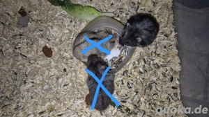 Campbell Zwerghamster Männchen  