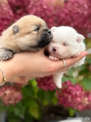 Pomeranian Welpen mit Ahnentafel