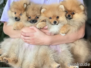 Pomeranian Welpen mit Ahnentafel