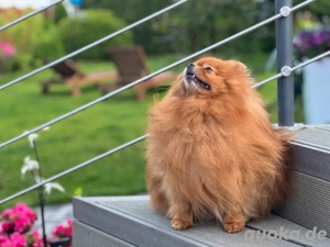 Pomeranian Deckrüde mit Ahnentafel