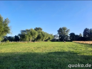 Offenstall, Platz für Stute frei