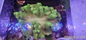 Lederkoralle (Sarcophyton)   großer, gesunder Stock abzugeben
