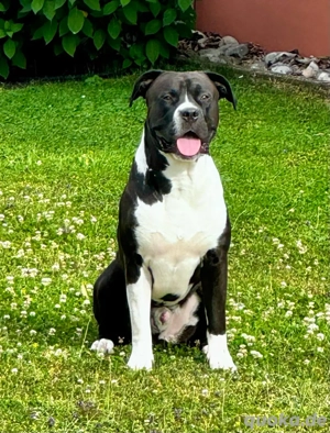 Deckrüde anzubieten 