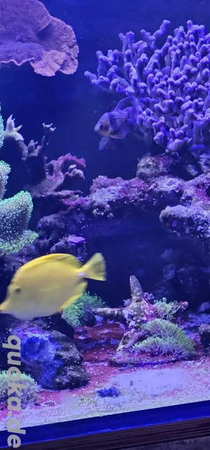 Gelber Doktorfisch (Zebrasoma flavescens)   gesund & aktiv