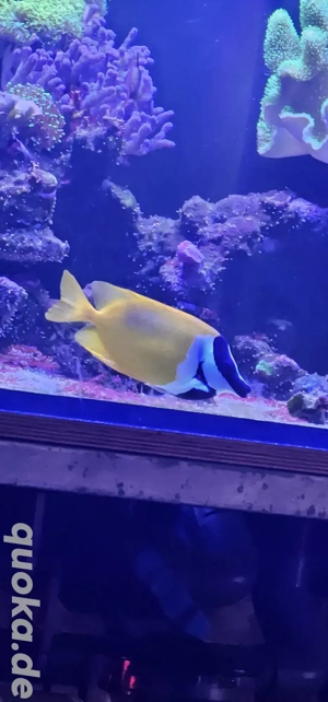 Fuchsgesicht Kaninchenfisch (Siganus vulpinus) abzugeben  Ich verkaufe meinen gesunden Fuchsgesicht-