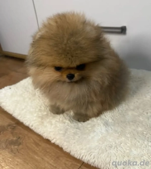 Liebenswerte Pomeranian Welpen