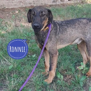 Ronnie, Labrador Schäferhund Mix, wunderschön, sucht dringend endlich ein Zuhause