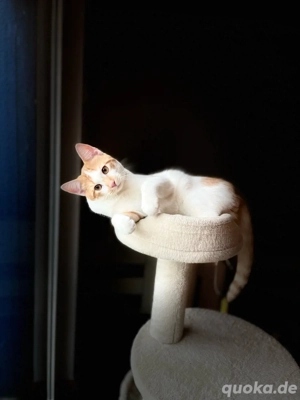 deckkater  Bild 2