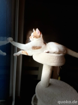 deckkater  Bild 3