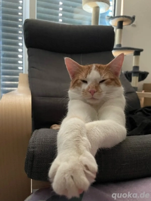 deckkater  Bild 5