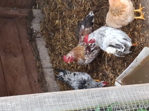 Geflügel Seramer Gockel